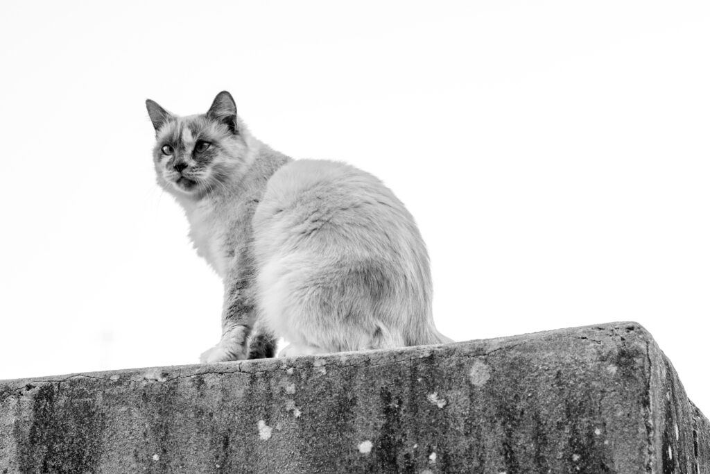 A black and white photograph of a fluffy cat sitting on a concrete ledge, looking directly at the camera with alert eyes. The background is overexposed white sky.