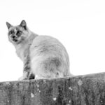 A black and white photograph of a fluffy cat sitting on a concrete ledge, looking directly at the camera with alert eyes. The background is overexposed white sky.