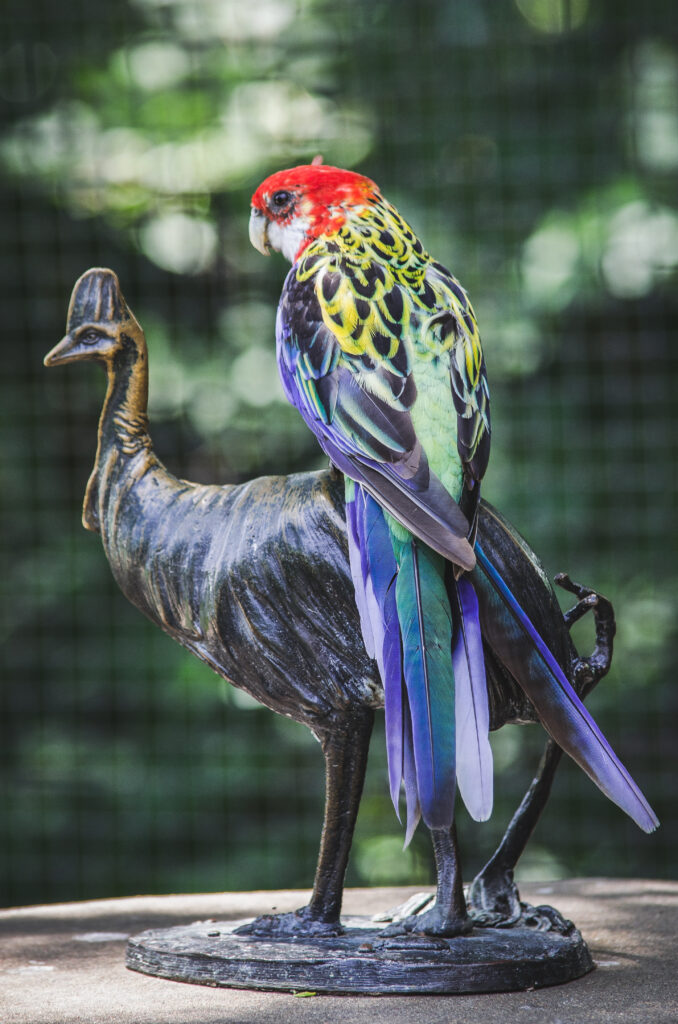A vibrant parrot with red head and yellow, blue, and green plumage stands on a dark metal sculpture of a peacock. The background is a soft blur of green foliage with bokeh effect.
