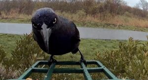Common grackle perched on the edge of a green metal feeder, leaning forward with an intense gaze. The bird's plumage is entirely black with an iridescent sheen, highlighted by a pale yellow eye and sharp, pointed beak. In the background, a residential landscape with dormant shrubs, grass, and bare trees separated by a white fence.
