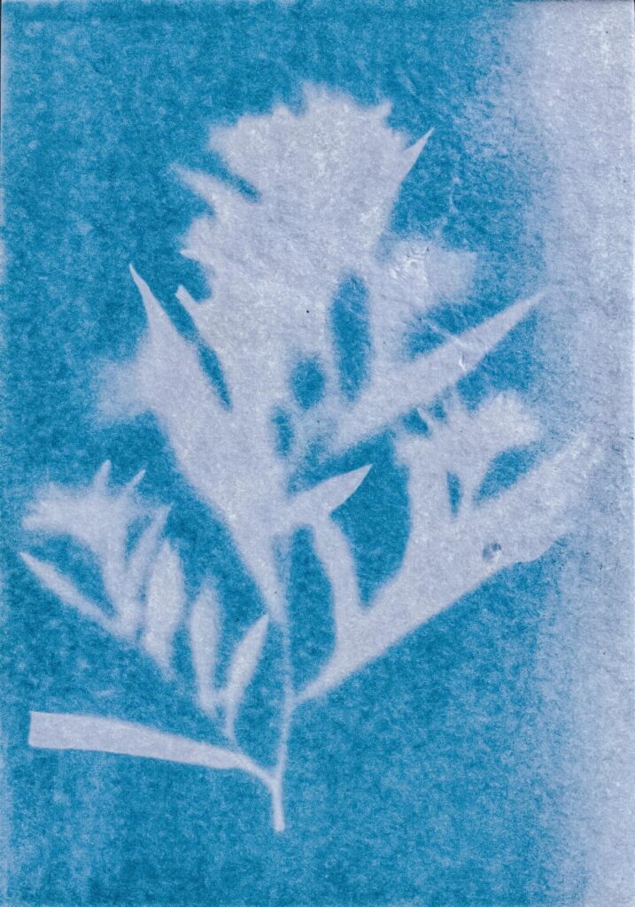 cyanotype print on blue paper featuring white silhouette of flowering plant branches with delicate blooms