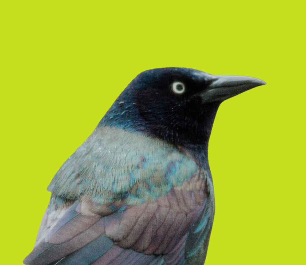 the common grackle