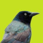 the common grackle