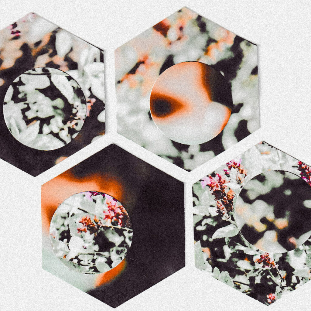 four hexagonal compositions featuring close-up photographs of flowering plants and botanical details, with white geometric frames and warm orange and black color overlays